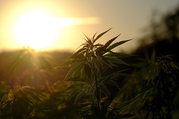 大麻草と日の光
