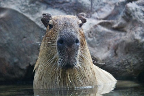 capybara